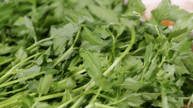 Fresh green water parsley on a table