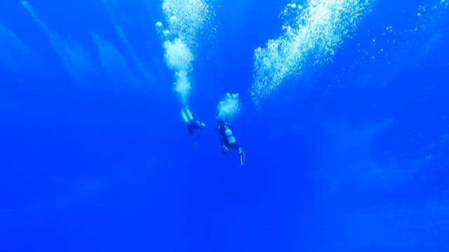 고요한 수중 세계를 탐험하는 다이버들