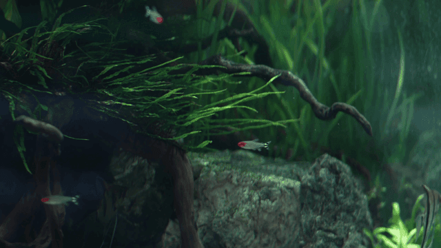 Colorful fish swimming in aquarium