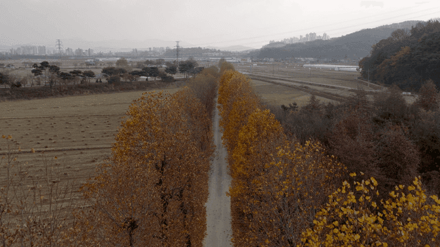 Tree-lined road in countryside