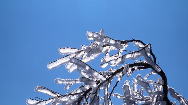 Trees with branches covered in ice under a clear blue sky