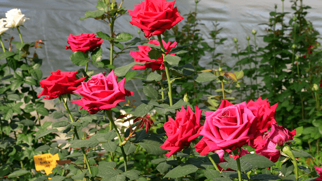 Garden of fully bloomed red roses