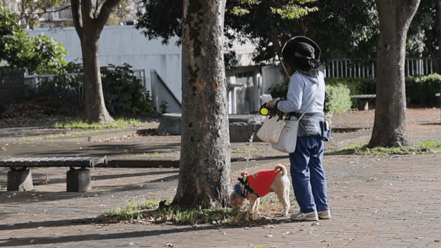 Person walking a dog in a park