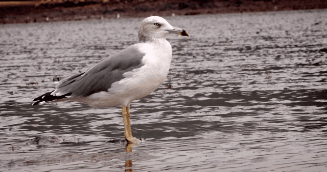 진흙 해안에 서 있는 갈매기