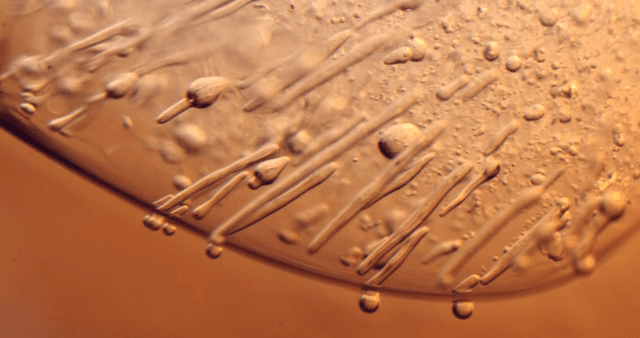 Movement of water droplets in orange liquid