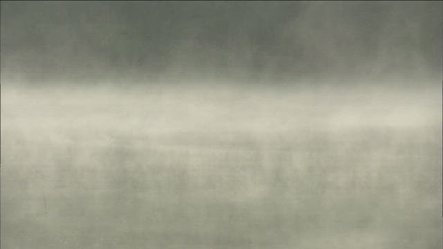 새벽 안개 낀 물 위를 나는 새