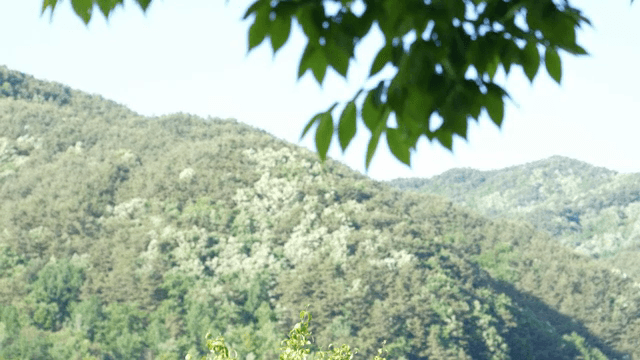 산을 배경으로 한 초록 잎