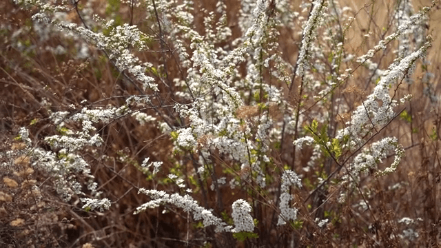 들판에 피어있는 하얀 꽃들