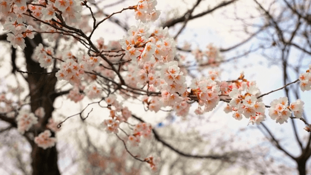 가지에 만개한 벚꽃