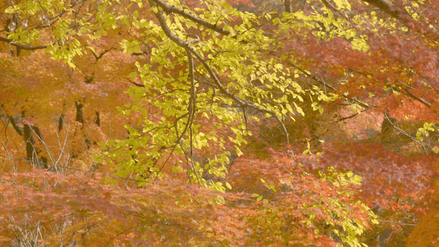 Colorful autumn leaves in a forest