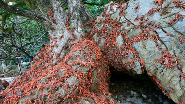 Tree Overwhelmed by Climbing Crabs