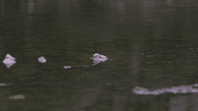 Dragonfly sitting on stone by stream