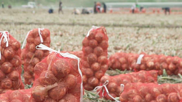 Harvested Onions in a Red Onion Net