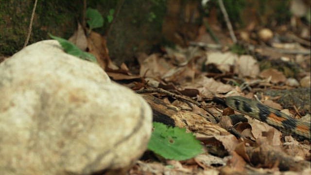 Snake passing through the forest