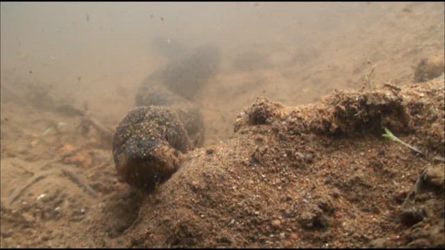 Freshwater albino swamp eel near the dirt bottom