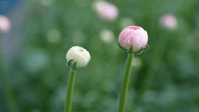 Pink and white flower buds in a garden