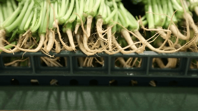 뿌리가 있는 신선한 채소