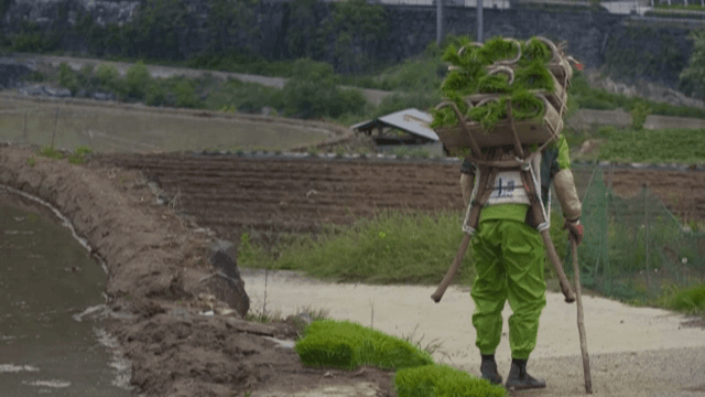 논 옆에서 모종을 나르는 농부