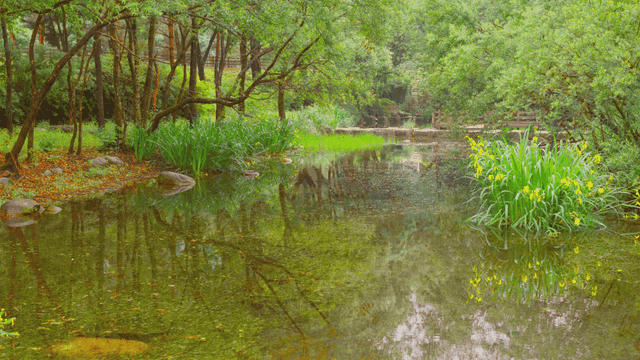 노란 꽃이 있는 고요한 계곡