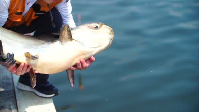 낚시로 잡은 돛새치를 방생하는 모습