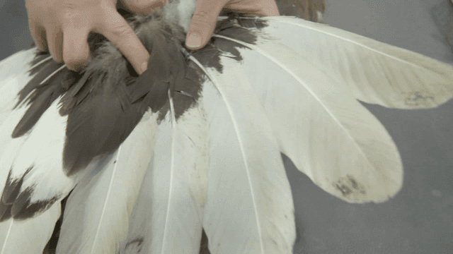 Inspecting white-tailed eagle feather by handler