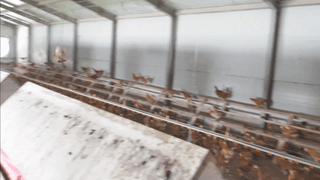 넓은 양계장에서 이동하는 수많은 닭들