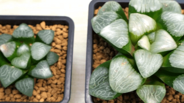 작은 화분에 심어진 다육식물