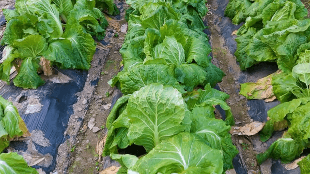 밭에서 자라는 초록 배추