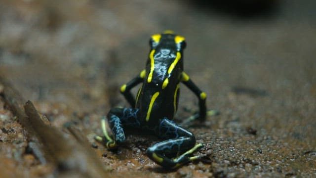 Black and yellow poison dart frog