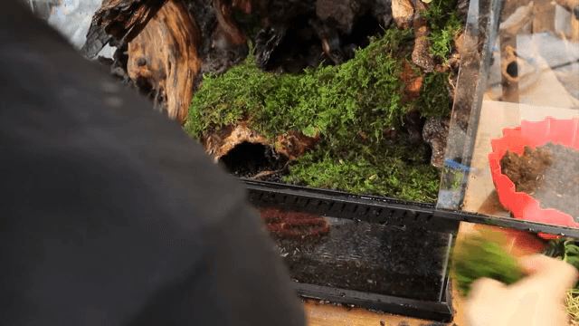 Arranging moss in a terrarium