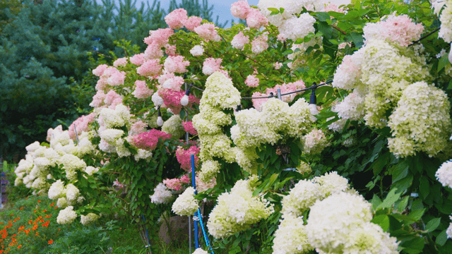 Colorful hydrangeas blooming in garden