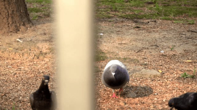 공원에서 땅을 걷는 비둘기들