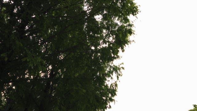 Lush green tree against a bright sky