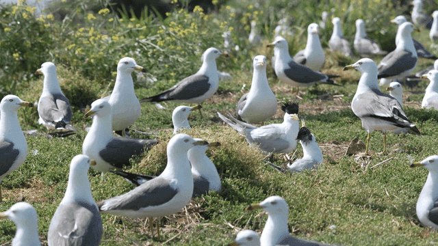 Flock of seagulls resting on meadow