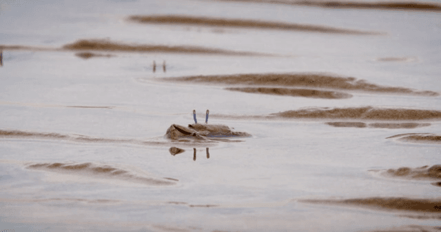 진흙 해안에서 움직이는 게들