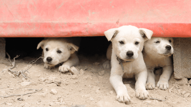 집 아래에서 얼굴을 내민 강아지들