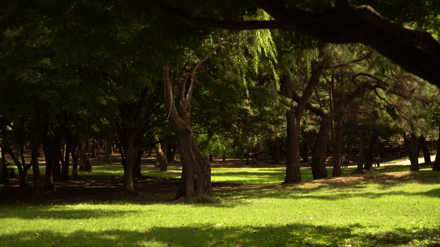Peaceful park with lush green trees