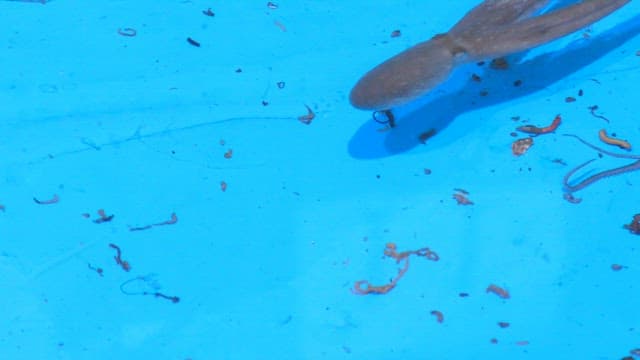 파란 수조에서 헤엄치는 낙지