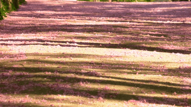 Path covered with pink petals