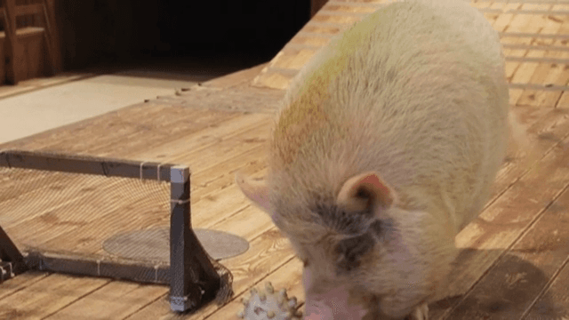 실내에서 공을 가지고 노는 돼지