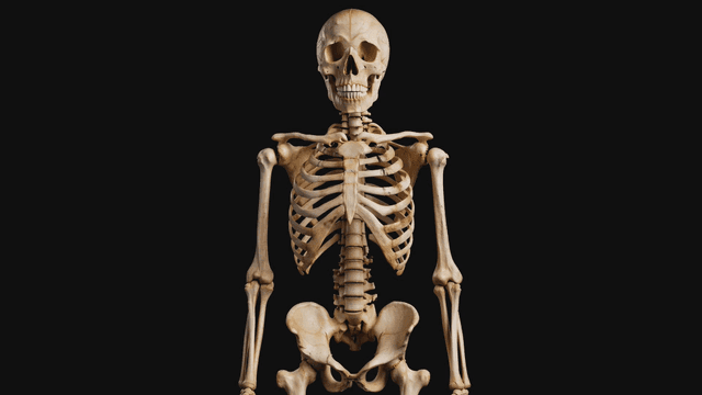 Detailed human skeletal model