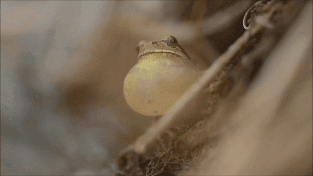 Frogs with swollen necks in wild