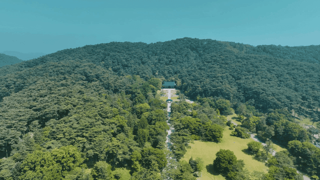 Dense forest with shrine visible in distance