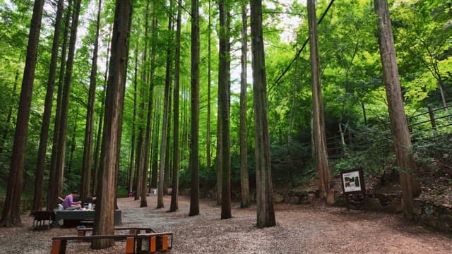 푸른 숲 속의 높은 나무들