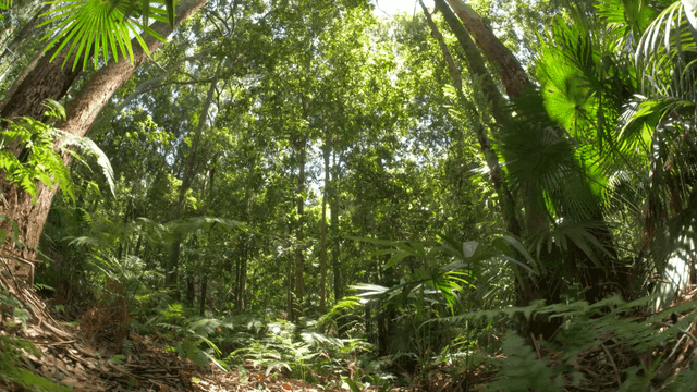 Green forest bathed in sunlight