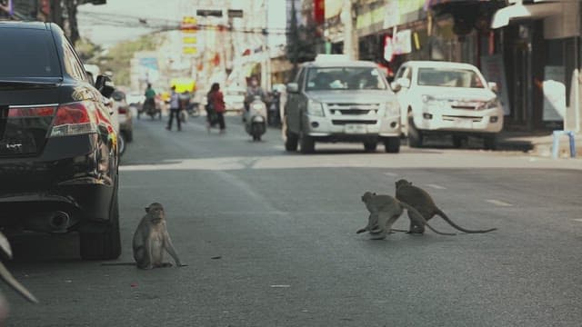 Monkeys Walking on the Street