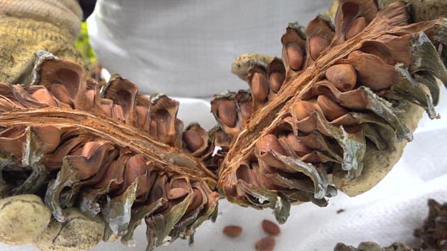 잣나무 열매를 반으로 갈라 드러난 단면