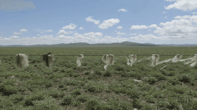 넓은 들판에 걸린 양털
