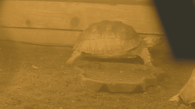Tortoise in a wooden enclosure