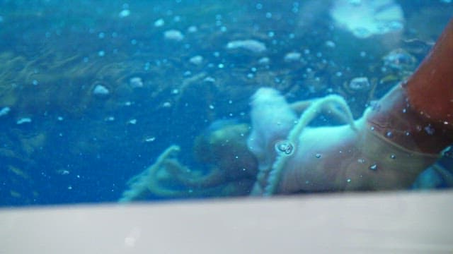 수조에서 신선한 낙지를 들어올리는 모습